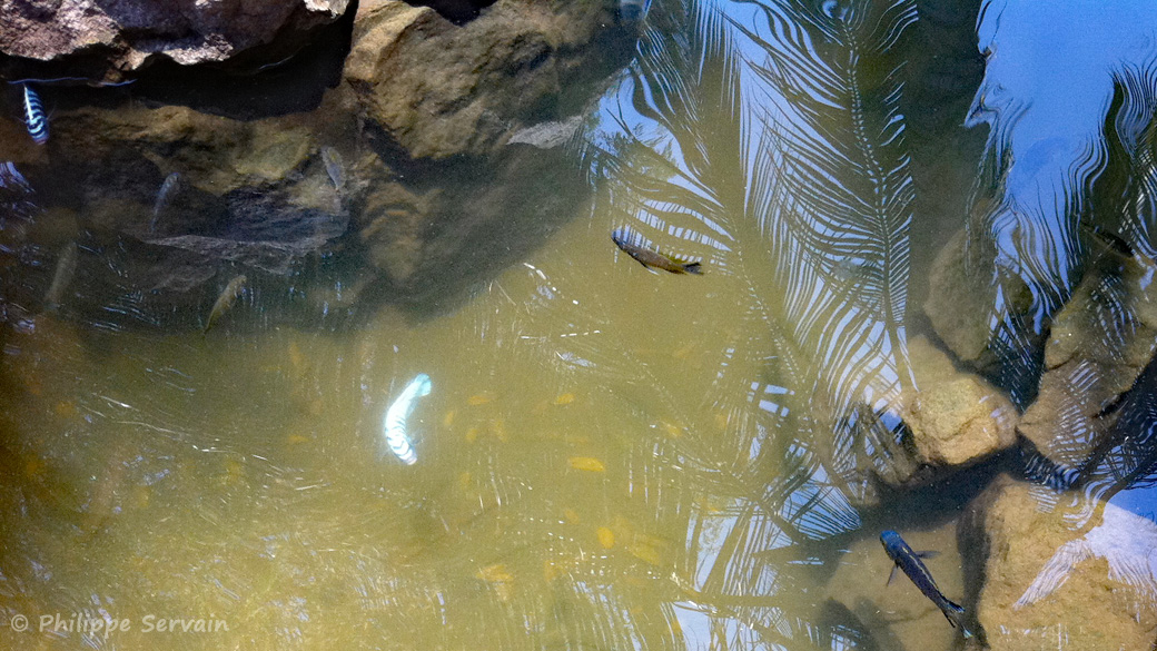 Cichlidés visibles à la surface, dans un trou d'eau, à Nkopola