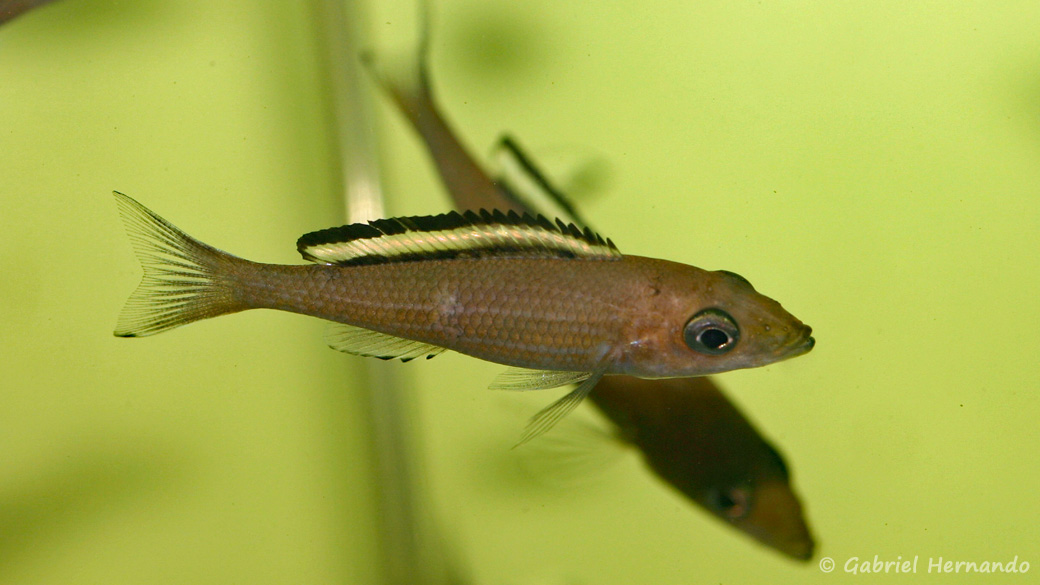 Paracyprichromis brieni, variété de Kitumba, dite Velifer (Aquabeek, Pays-Bas, mars 2009)