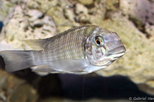 Petrochromis daidali (Aqua Treff, Duisbourg, mai 2014)
