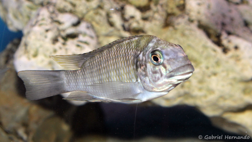 Petrochromis daidali (Aqua Treff, Duisbourg, mai 2014)