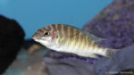 Petrochromis orthognathus (Aqua Treff, Duisbourg, mai 2014)