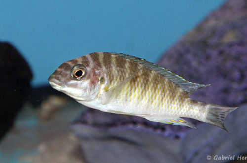 Petrochromis orthognathus (Aqua Treff, Duisbourg, mai 2014)
