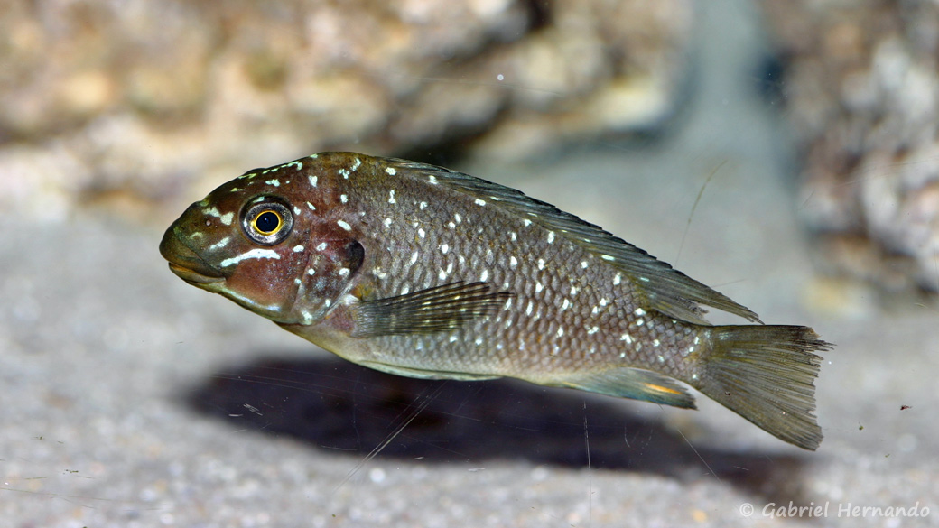 Petrochromis trewavasae (Aquabeek, Pays Bas, février 2012)