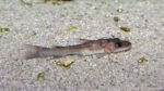Phyllonemus typus (Aqua Treff, Meerbusch, mai 2014)