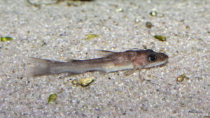Phyllonemus typus (Aqua Treff, Meerbusch, mai 2014)
