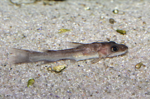 Phyllonemus typus (Aqua Treff, Meerbusch, mai 2014)