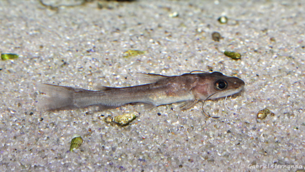 Phyllonemus typus (Aqua Treff, Meerbusch, mai 2014)