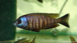 Placidochromis sp. "mbamba" (Aquabeek, Handel, Pays Bas, mars 2001)