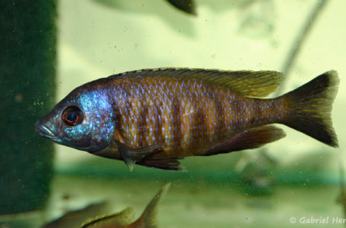 Placidochromis sp. "mbamba" (Aquabeek, Handel, Pays Bas, mars 2001)