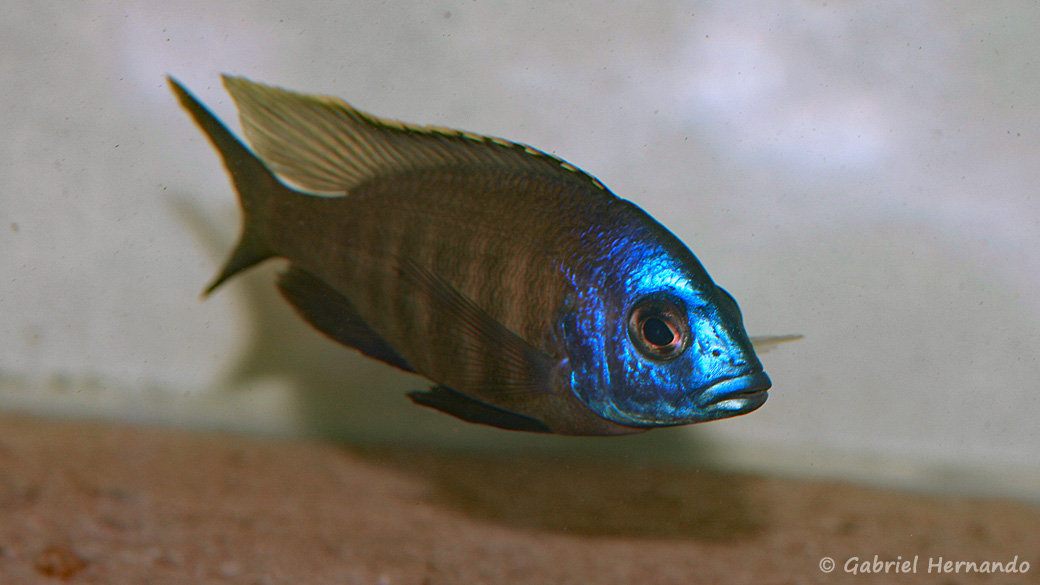 Placidochromis sp. "mbamba" (Aqua Treff, Meerbusch, Allemagne, mars 2009)