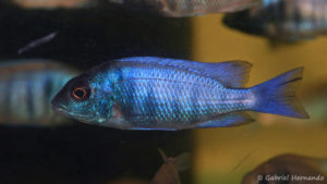 Placidochromis sp. "phenochilus gissel" (Aquabeek, Handel, Pays Bas, mars 2009)