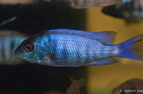 Placidochromis sp. "phenochilus gissel" (Aquabeek, Handel, Pays Bas, mars 2009)