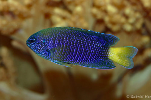 Pomacentrus similis (Zoo Jazac, Duisbourg, mars 2011)