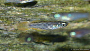 Poropanchax normani (Zoo Jazac, Duisbourg, mars 2011)