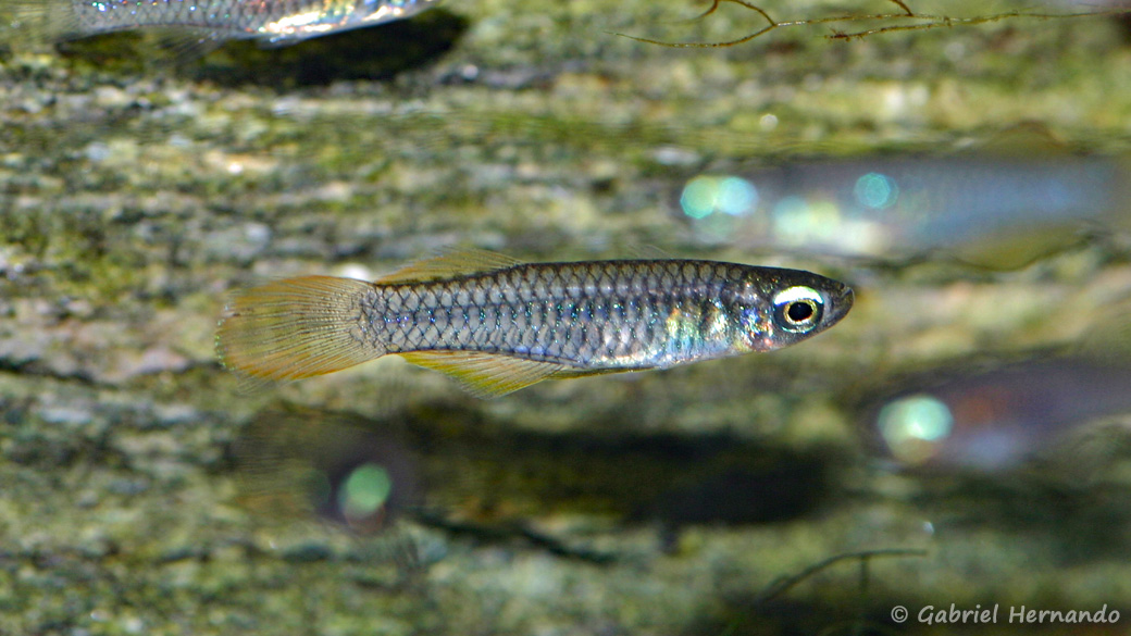 Poropanchax normani (Zoo Jazac, Duisbourg, mars 2011)