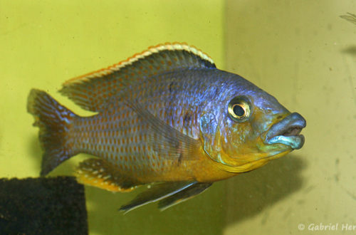 Protomelas sp. "Mbenji thick lip" (Aquabeek, Pays Bas, mars 2009)