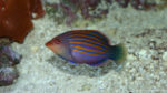 Pseudocheilinus hexataenia (Zoo Jazac, Duisbourg, mars 2011)