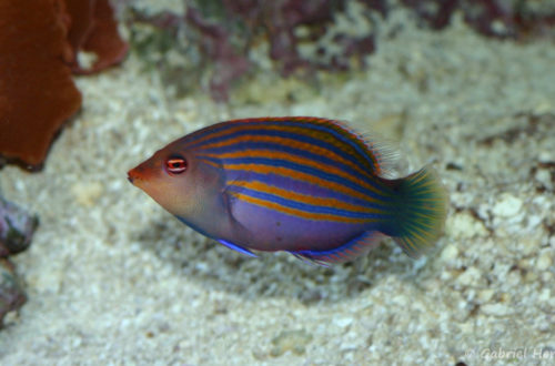 Pseudocheilinus hexataenia (Zoo Jazac, Duisbourg, mars 2011)