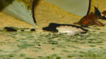 Pseudohemiodon apithanos (Aquabeek, Pays-Bas, mars 2011)