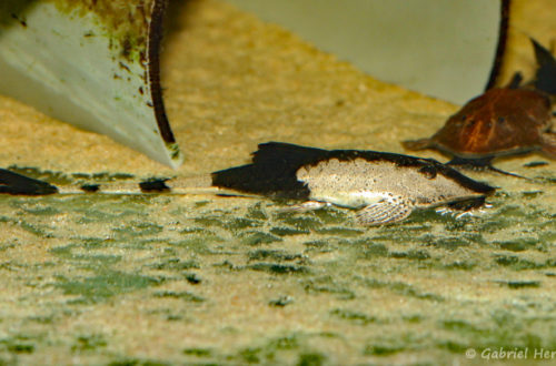 Pseudohemiodon apithanos (Aquabeek, Pays-Bas, mars 2011)
