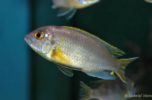 Pseudotropeus livingstonii, variété de Mazinzi Reef (Aqua'Treff, Meerbusch, Allemagne, mars 2011)