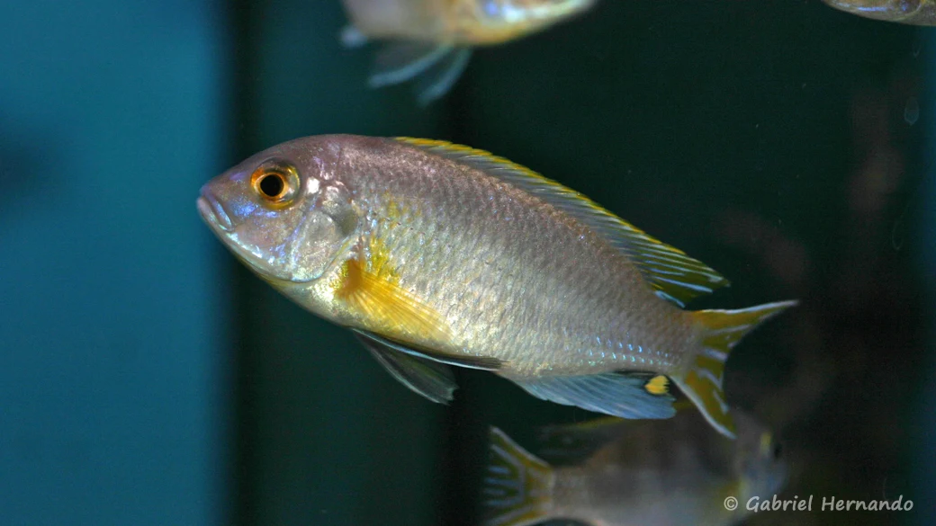 Pseudotropeus livingstonii, variété de Mazinzi Reef (Aqua'Treff, Meerbusch, Allemagne, mars 2011)