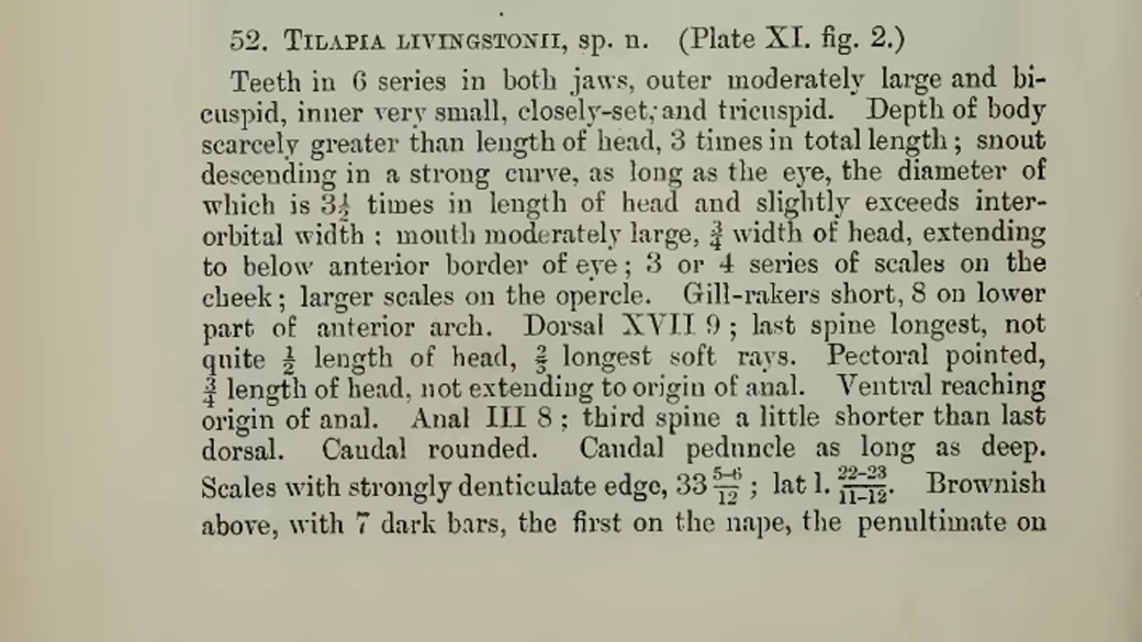 Boulenger G.A. 1899, Description originale de Tilapia livingstonii