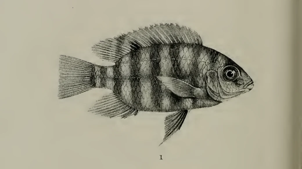 Boulenger G.A. 1899, Description originale de Tilapia livingstonii
