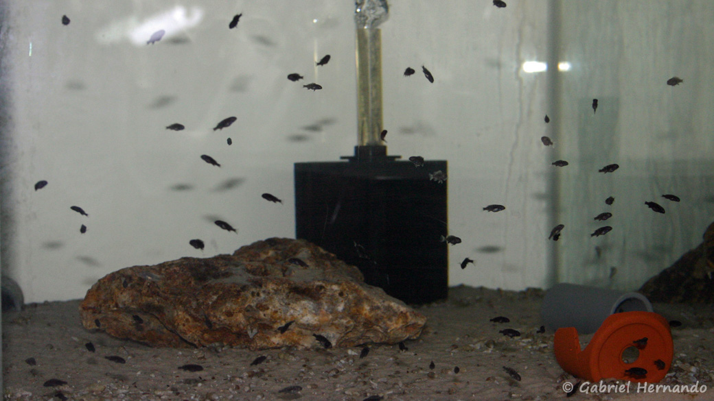 Pseudotropheus elegans, alevins de la variété de Ngara (chez moi, Novembre 2009)