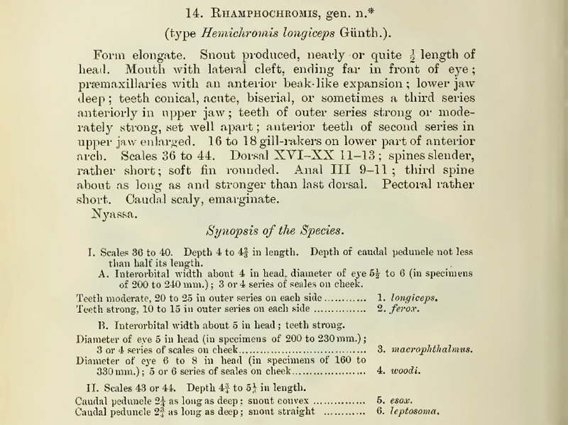 Description du genre Ramphochromis - Regan, 1922
