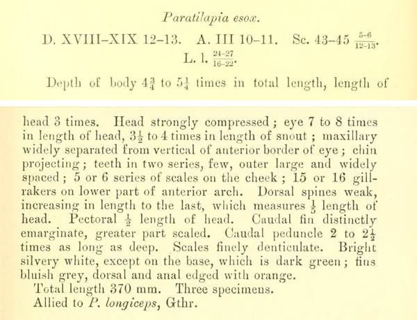 Description de Ramphochromis esox Boulenger, 1908