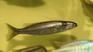 Ramphochromis esox (Aquabeek, Handel, Pays Bas, mars 2011)