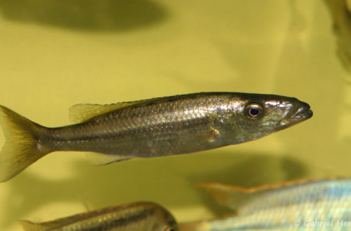 Ramphochromis esox (Aquabeek, Handel, Pays Bas, mars 2011)