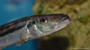 Ramphochromis esox (Aqua Treff, Meerbusch, février 2012)