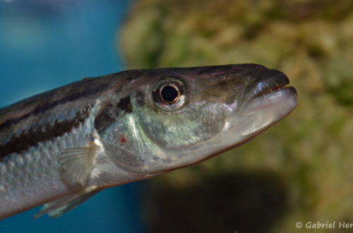 Ramphochromis esox (Aqua Treff, Meerbusch, février 2012)