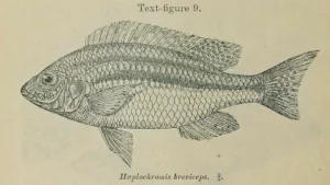 Haplochromis breviceps