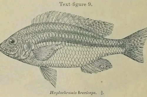 Haplochromis breviceps