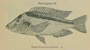 Haplochromis lateristriga