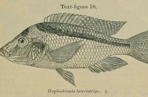 Haplochromis lateristriga