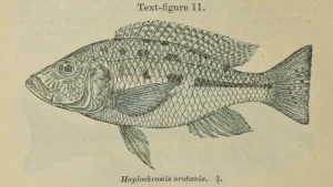 Haplochromis urotaenia