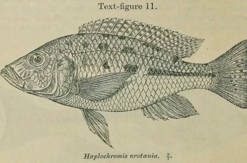 Haplochromis urotaenia