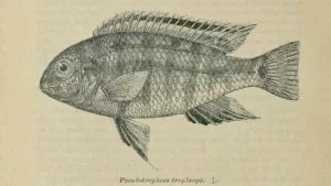 Pseudotropheus tropheus