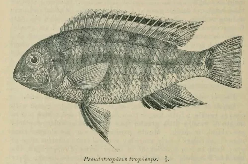 Pseudotropheus tropheus