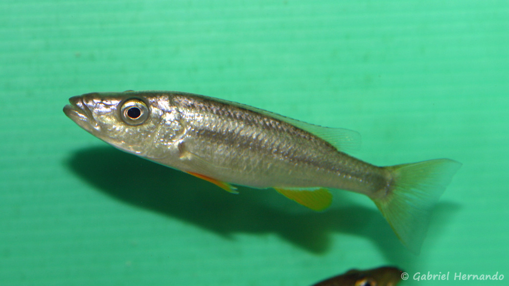 Rhamphochromis sp. " chilingali" (octobre 2010)