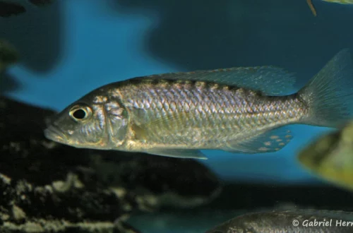 Jeune mâle Sciaenochromis psammophilus (Aqua Treff, Meerbusch, Allemagne, mars 2009)