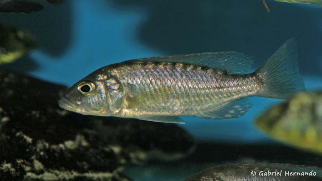 Jeune mâle Sciaenochromis psammophilus (Aqua Treff, Meerbusch, Allemagne, mars 2009)