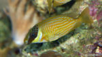 Siganus puellus (Zoo Jazac, Duisbourg, mars 2011)
