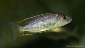 Stigmatochromis sp. "pleurospilus Mdoka"