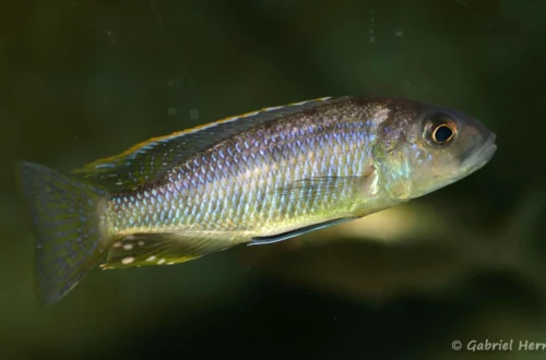 Stigmatochromis sp. "pleurospilus Mdoka"