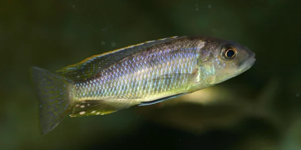 Stigmatochromis sp. "pleurospilus Mdoka"